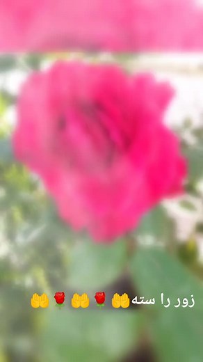 Vibrant Red Rose in Bloom: Stunning Garden Close-Up