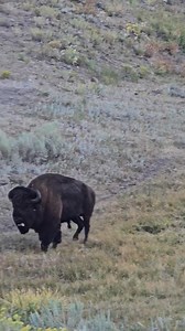 Running bison along Slough Creek in Yellowstone...it always gives me a thrill to see them thundering by... | T. Lyn Neufeld Photography