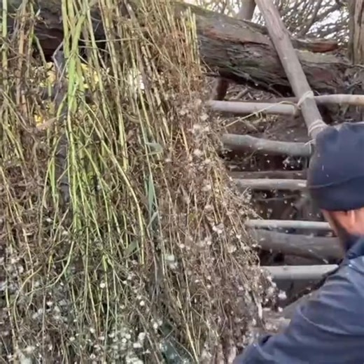 62K views · 630 reactions | 3 Days Survival in the Wild. Build a Shelter from Wild Animals #sam #bushcraft #survival #Outdoors #asmr | MSMAY Survival | Facebook