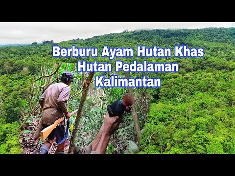 Berburu Ayam Hutan Bersama Kakek Dayak Di Desaku Pedalaman Hutan Kalimantan.