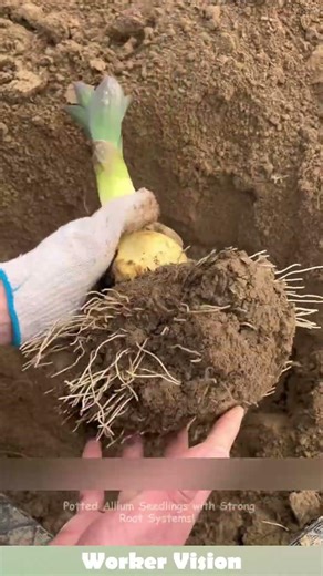 Potted Allium Seedlings with Strong Root Systems! #plants #gardening