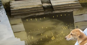 Disaster Relief for Animals