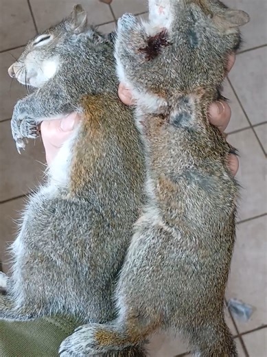 Squirrel Tacos Recipe: From Hunting to Cooking