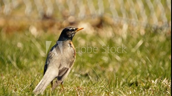 American robin turning his head, facing the camera and leaving the frame. Suddenly, without warning, the robin's demeanor changes. Its head perks up, its eyes scanning the horizon with alertness.
