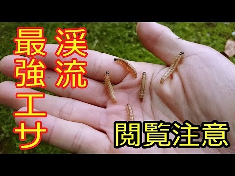 【閲覧注意】渓流最強エサ・イタドリ虫 (爆釣確実)