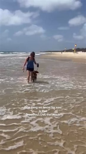Groodles of Noosa | Sunshine Coast Dog Breeder on Instagram: "Say hello to Magic, one of Ruby and Maloo’s adorable puppies from their last litter! 💖 A huge thank-you to Magic’s wonderful hooman for sharing this precious beach moment—watch him learn to fetch in the waves! 🌊🎾 Quick puppy fitness + safety tip: Puppies should stay on a leash at the beach until about 12 months old. This protects growing joints and helps prevent hip dysplasia later on. 🦴✨ Leashes also help with recall, so you know
