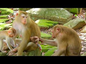Loving Monkey Mom Gently Cares for All Her Babies