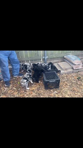 9.9K views · 125 reactions | EIGHT +8+ fluffy Australian shepherd babies in need of foster immediately!!! These pups are sure to be adopted quickly so will be short term guests !! Please help us help them!! If you can foster please email us TODAY at Crarsok@gmail.com !!!!! #foster #fostercare #rescuedismyfavoritebreed #fosteringsaveslives #aussiesofinstagram #okc #bekindtoanimals #rescuedogs | Country Roads Animal Rescue Society | Facebook