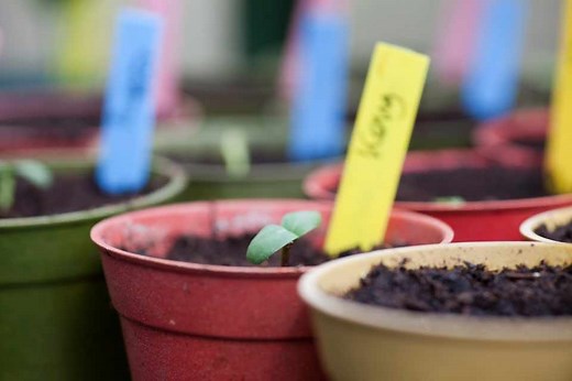 How to sow seeds indoors