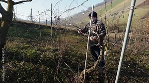 senior caucasian wine maker man pruning grapes vines in the organic farm with double guyot french method in the hills of Castell'Arquato, Piacenza Italy
