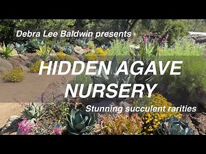 Jeremy Spath's Rare Agaves, Cultivars