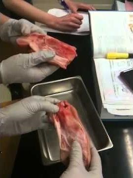 Pig foot dissection explained