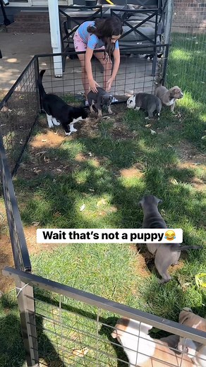 1.2M views · 15K reactions | Wait that’s not a puppy?? #whosthat #dexter #cats #puppys #cute #babies #friends #reelschallenge #fyp #XLbully #bully #dogs #trending #viral | B-Town Bullies | Facebook