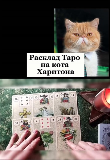 Mystical Cat Predictions: Unveiling the Secrets