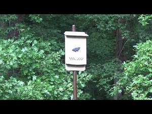 Bat House PVC Pole - Bats in the Attic Series part 5