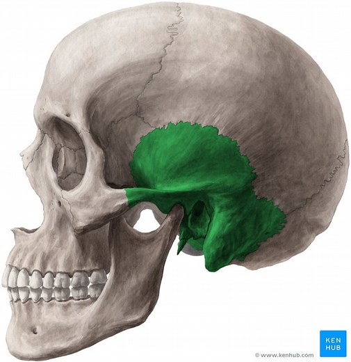 Os temporale (Schläfenbein)
