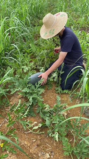 Watermelon Harvesting Techniques in the Field