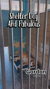 It’s day two of the Holmes County Fair and you’re probably wondering when you’re going to get a break to lay in your bed without a care in the world. Well Gordon is giving out lessons on how to crash in your bed and not care about anything except attention and treats. The catch is that you have to take him home and show him your bed. This boy is a classy young pup who comes already neutered! He is sure to make his lessons fun, entertaining, a bit crazy! He promises not to take up the whole bed i