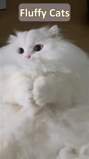Fluffiest Cats in the World! 😍 #cat #cute