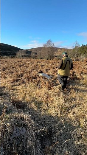 Gundog Training, Hunting with a Springer Spaniel #dog
