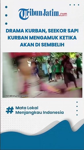 DRAMA KURBAN, Seekor Sapi Kurban Mengamuk Ketika Akan di Potong