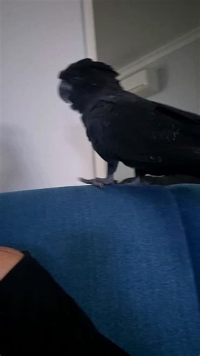 When your parrot preens near you, it’s not just grooming — it’s science. 🧠💚 Preening beside you releases feel-good chemicals like serotonin and dopamine — the same ones that calm stress and build trust. It’s called allopreening, and in the wild parrots do it to bond with their flock. So when they do it next to you, they’re saying “you’re my safe place.” 🪶 #ParrotScience #Allopreening #BirdBehavior #ParrotLove #FeatheredFriends #AnimalBond #SmartPets #PetReel #BirdTherapy #PositiveEnergy #Parr