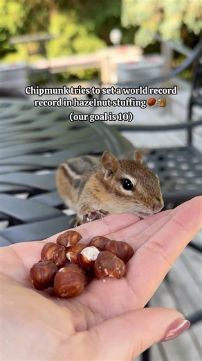 Chipmunk tries to set a world record in hazelnut stuffing 🌰🐿️ (our goal is 10) | Van Gogh the Chippy