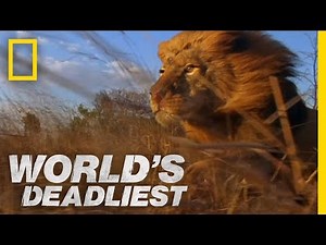 Lion Pack vs. Buffalo | World's Deadliest