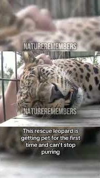 Fox Can’t Stop Laughing While Getting Tickled.. 😂 Cutest Animal Video You’ll See! #shorts #animals