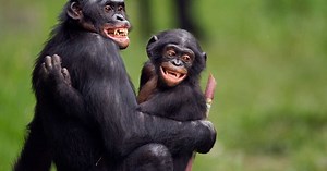 Quelle est la différence entre un singe et un primate ?