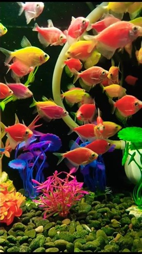 fish video #glowfish #shorts #aquariumfish