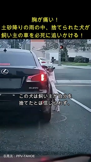もふにゃんチャンネル on Instagram: "胸が痛い！土砂降りの中を捨てられた犬が飼い主の車を必死で追いかける！ #犬, #捨てる, #車, #追いかける, #Heartbreaking video of abandoned dog chasing owner's truck goes viral in Bangkok"