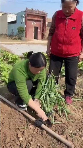 Harvesting process of garlic with the help of leverage principle