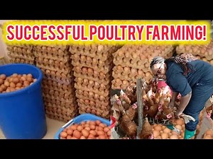 How To Have A Successful Poultry Farm in Uganda🇺🇬? (Basic knowledge)!