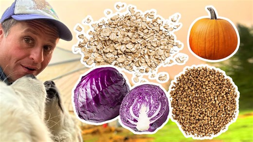 Growing crops to feed animals on small Vermont farm