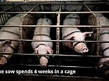 Undercover investigators expose cruelty in European caged pig farms