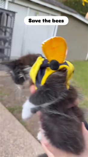 Happy Halloween! 🎃 🐝 #kittens #kitten #kitty #bees #halloween | Wonky Whiskers Rescue