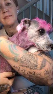 Welcome Coco the Schnoodle to the Frost Family! #schnoodlelove