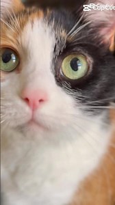 🤫Don't Tell anyone, but.... #catvideos #catshorts #trendingshorts