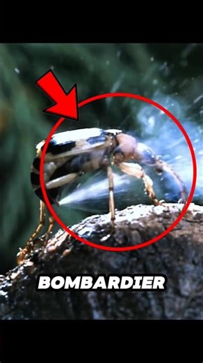 This Tiny Beetle EXPLODES to Defend Itself 🤯🐞