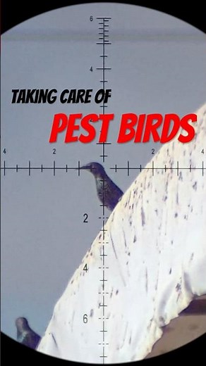Airgun Pest Control! Killshot Compilation