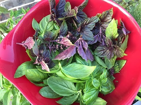 Growing Basil From Cuttings - Complete Guide