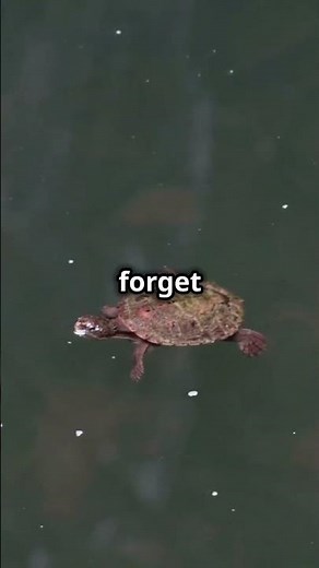 5 Signs Your Turtle Is Happy #turtle #turtlejourney #petcare