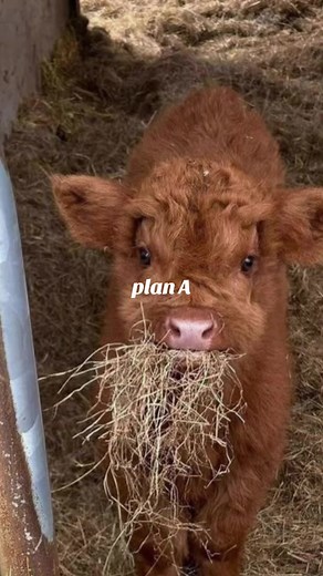 Raising Mini Cows for Future County Living