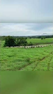 BORDER COLLIE KENNEL CATTLE DOG Doing a Heck of a Job Working the CATTLE