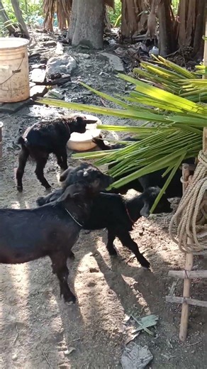 Assam hills goats farming #lifeisbutadream #goathusbandry #animals #goatfarming #animals