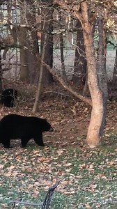Viewer Alison's dog may not have liked what was going on here at their #Simsbury home.... but who's going to pass up a good scratch? 🐻🐻🐻 | WFSB - Channel 3 Eyewitness News
