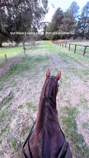 Exploring the World of Dressage Riding