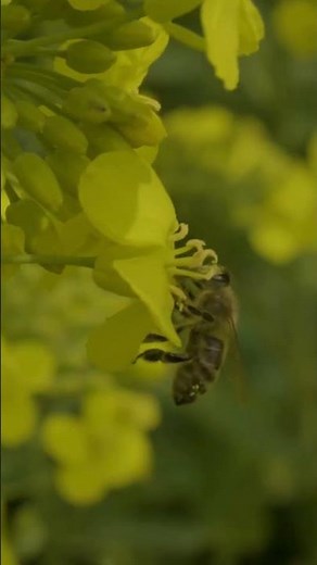 KWS Raps 💛 Leistungsstarke Sorten mit innovativen Beizen und digitalen Services!