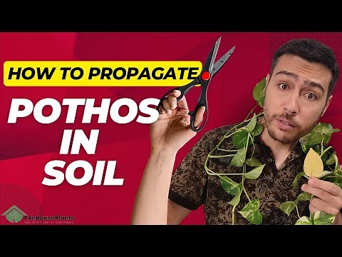how to propagate pothos in soil Step-by-Step